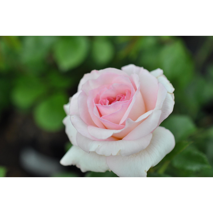 Róża Bremer Stadtmusikanten®