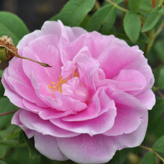 Róża Thérese Bugnet