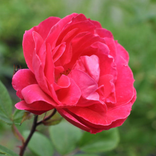 Róża Alexander McKenzie