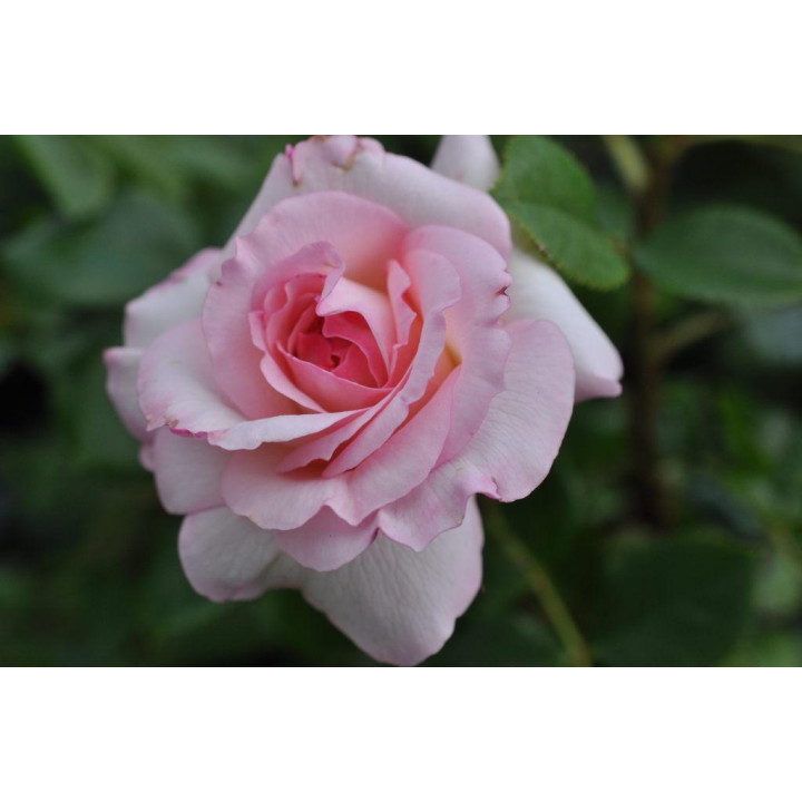 Róża Bremer Stadtmusikanten®