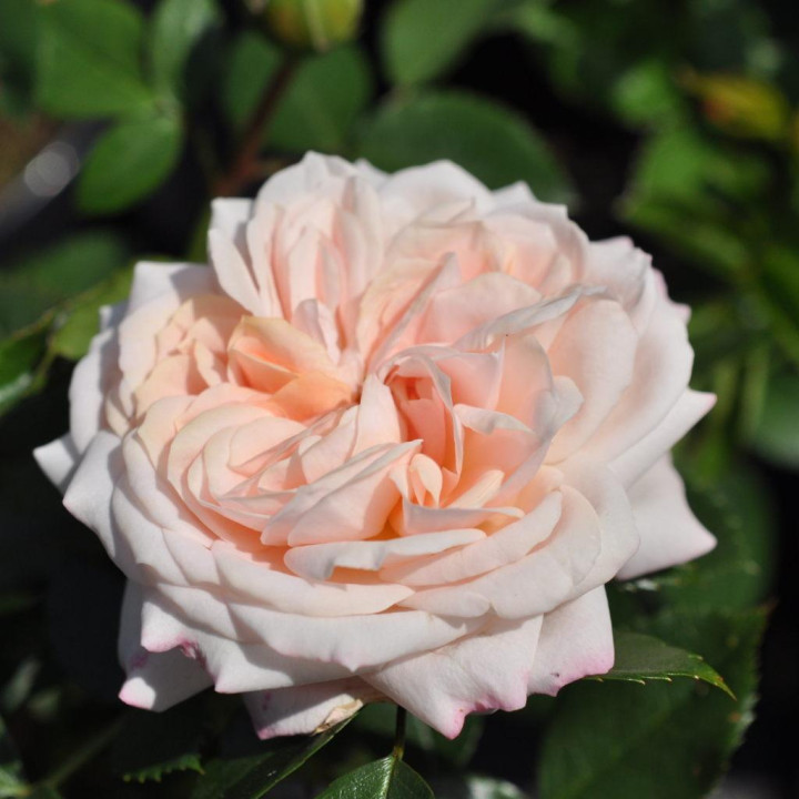 Róża Garden of Roses® ADR 2009