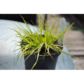 Rozplenica japońska Hameln Gold