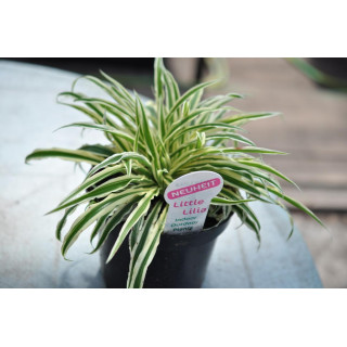 Atrophodium candidum "Little Lila"