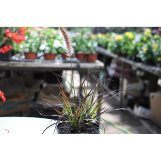 Trawa pampasowa różowa