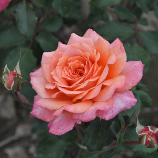 Róża Albrecht Dürer Rose®