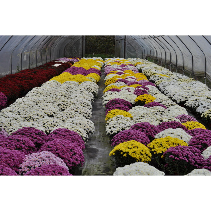 Chryzantema (Dąbek) drobnokwiatowy biały duży