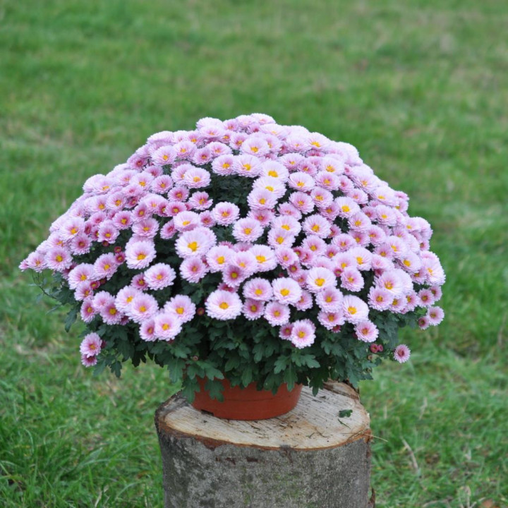 Chryzantema (Dąbek) drobnokwiatowy biały duży