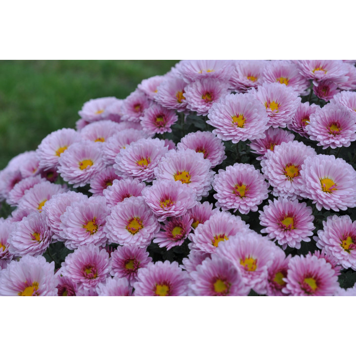 Chryzantema (Dąbek) drobnokwiatowy biały duży