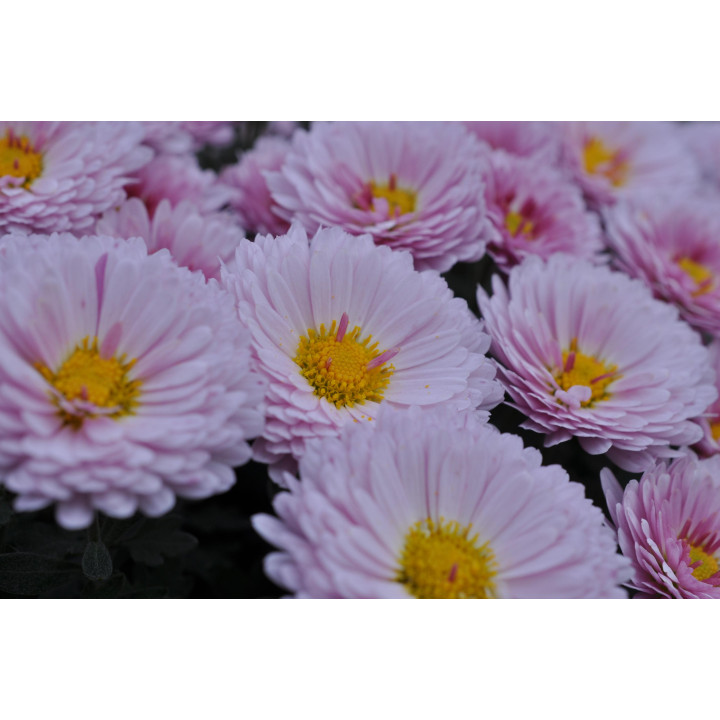 Chryzantema (Dąbek) drobnokwiatowy biały duży