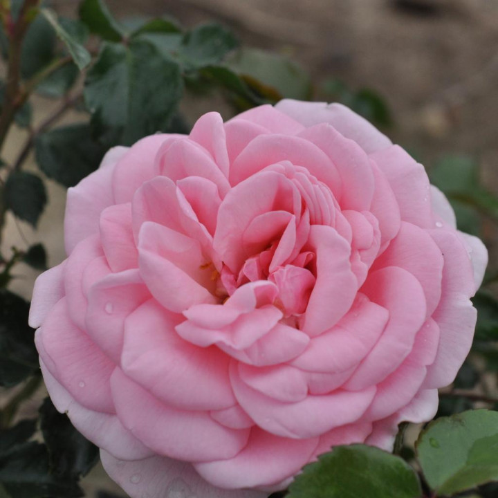 Róża Home & Garden®