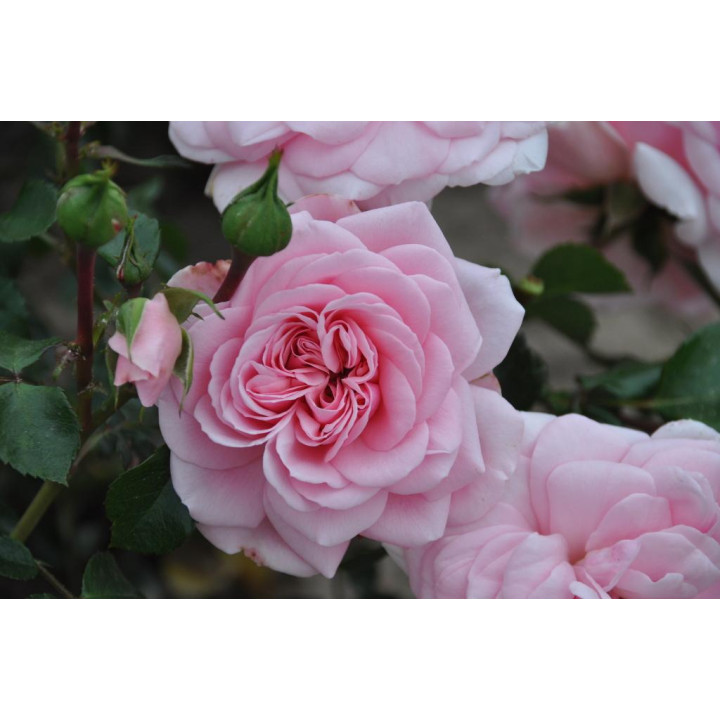 Róża Home & Garden®