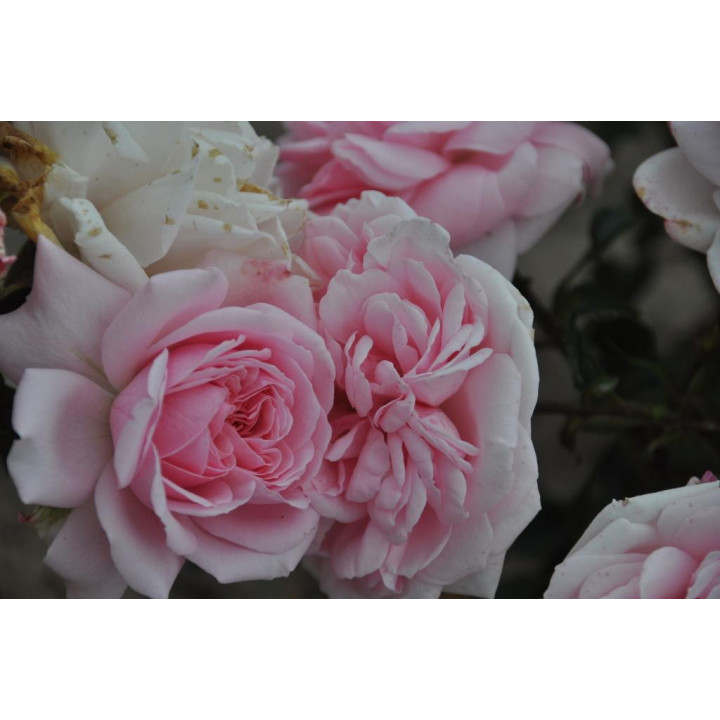 Róża Home & Garden®