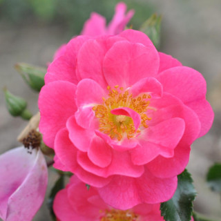 Róża Neon® ADR 1999