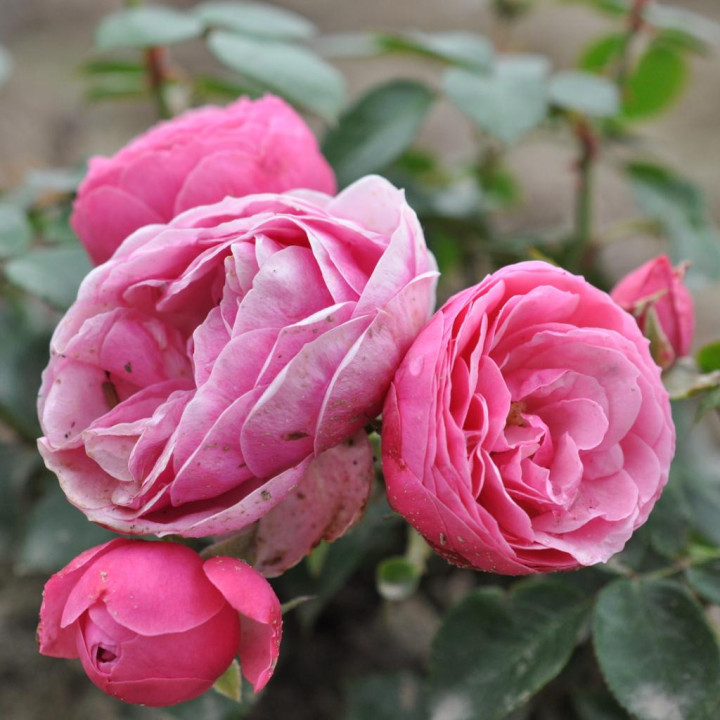 Róża Pomponella® ADR 2006