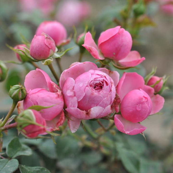 Róża Pomponella® ADR 2006