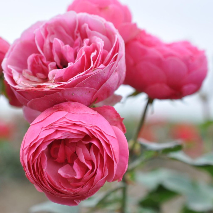 Róża Pomponella® ADR 2006