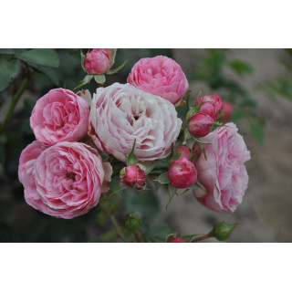 Róża Pomponella® ADR 2006