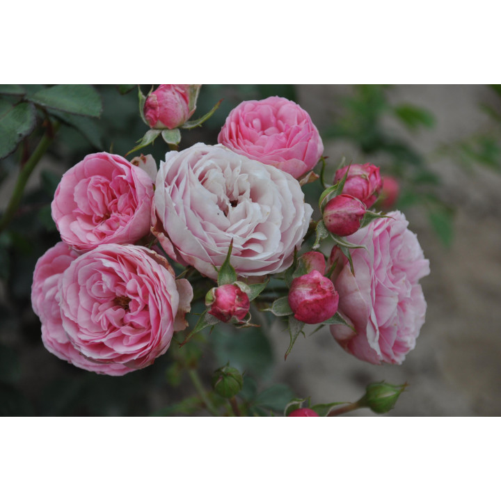 Róża Pomponella® ADR 2006