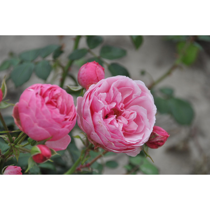 Róża Pomponella® ADR 2006