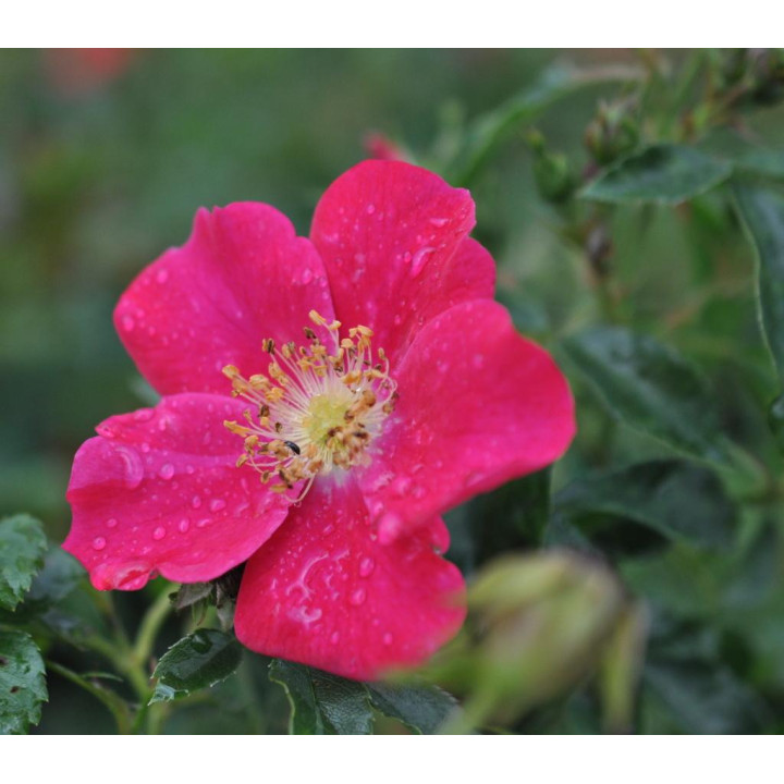 Róża Purple Haze®