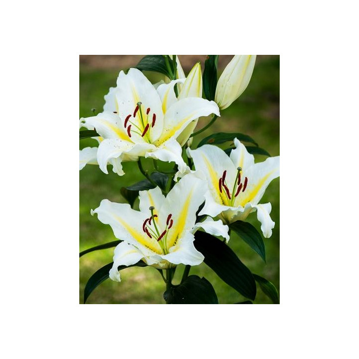 Lilia Orientalna Chill Out