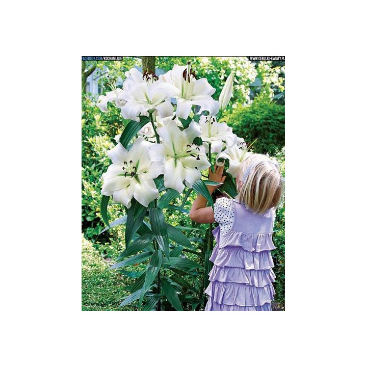 Lilia Drzewiasta  ZAMBEZI