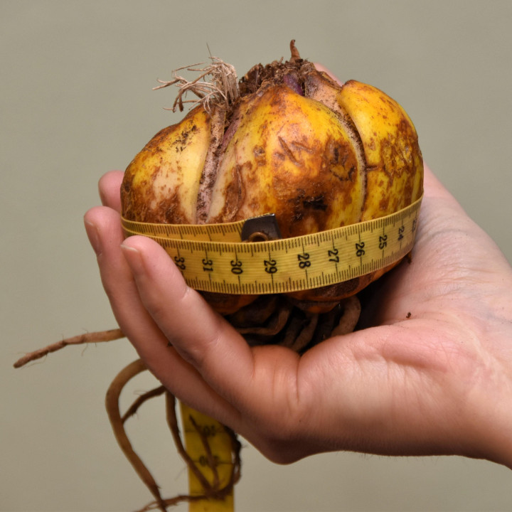 Lilia Drzewiasta  Profundo