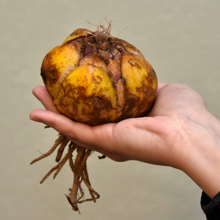 Lilia Drzewiasta  Profundo