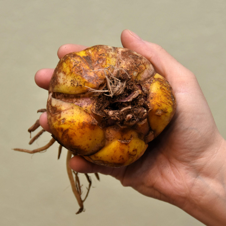 Lilia Drzewiasta  Profundo