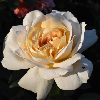 Róża Lions Rose® ADR 2002