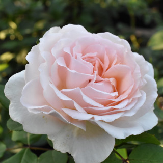 Róża Märchenzauber®