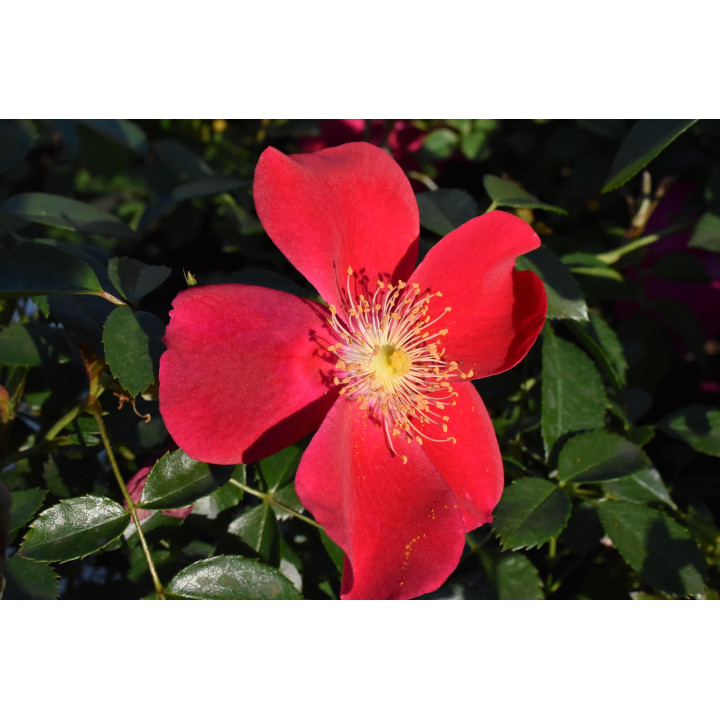 Róża Purple Haze®