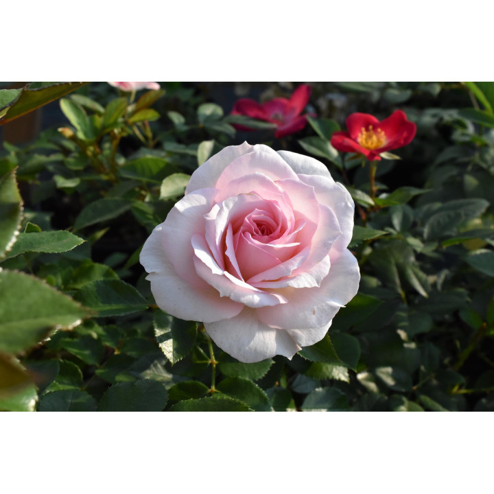 Róża Bremer Stadtmusikanten®