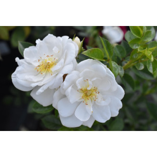 Róża Bienenweide Weiss®