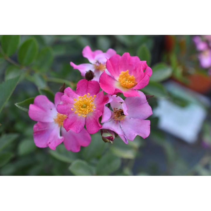 Róża Fil des Saisons®