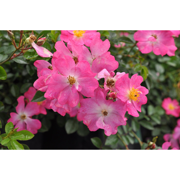 Róża Fil des Saisons®