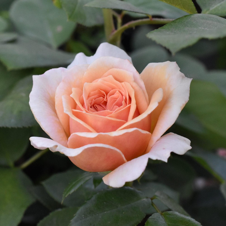 Róża Garden of Roses® ADR 2009