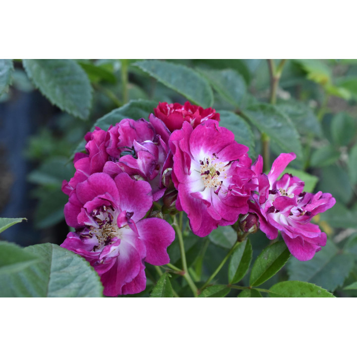 Róża Perennial Blue® ADR 2013