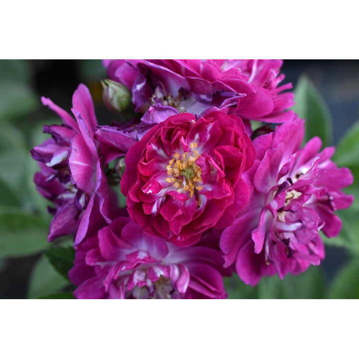 Róża Perennial Blue® ADR 2013