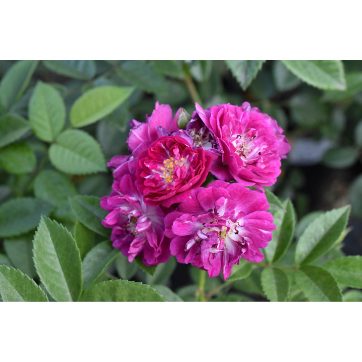 Róża Perennial Blue® ADR 2013