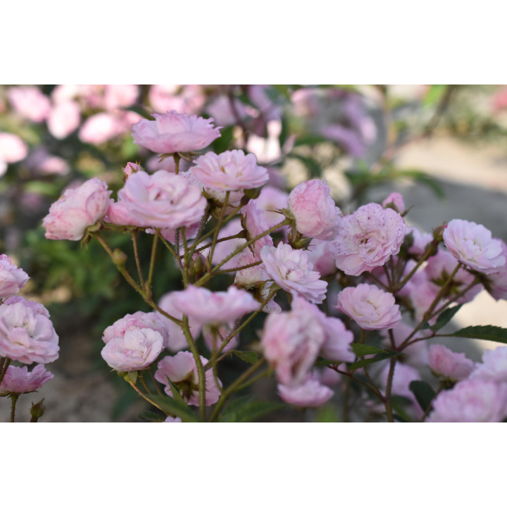 Róża Heavenly Pink