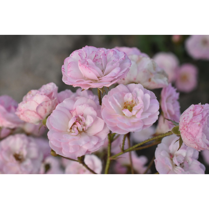 Róża Heavenly Pink