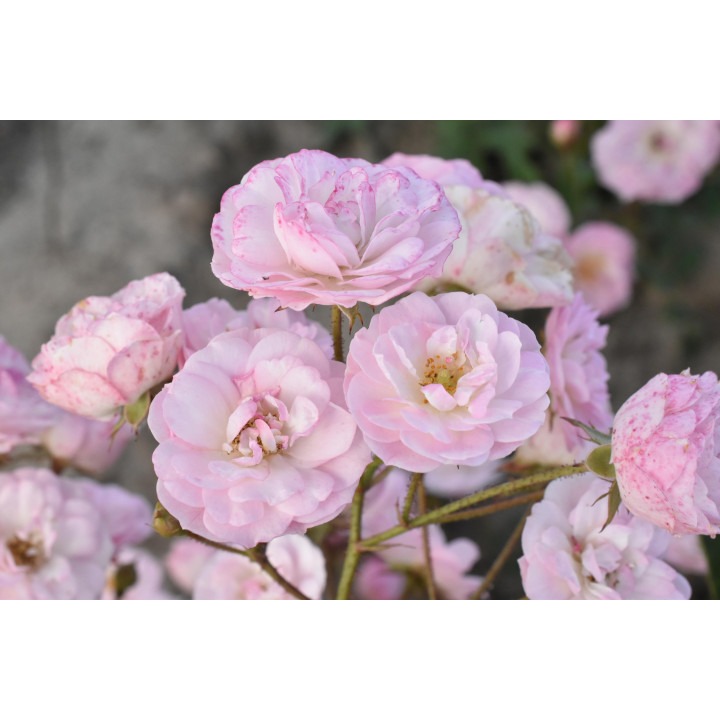 Róża Heavenly Pink