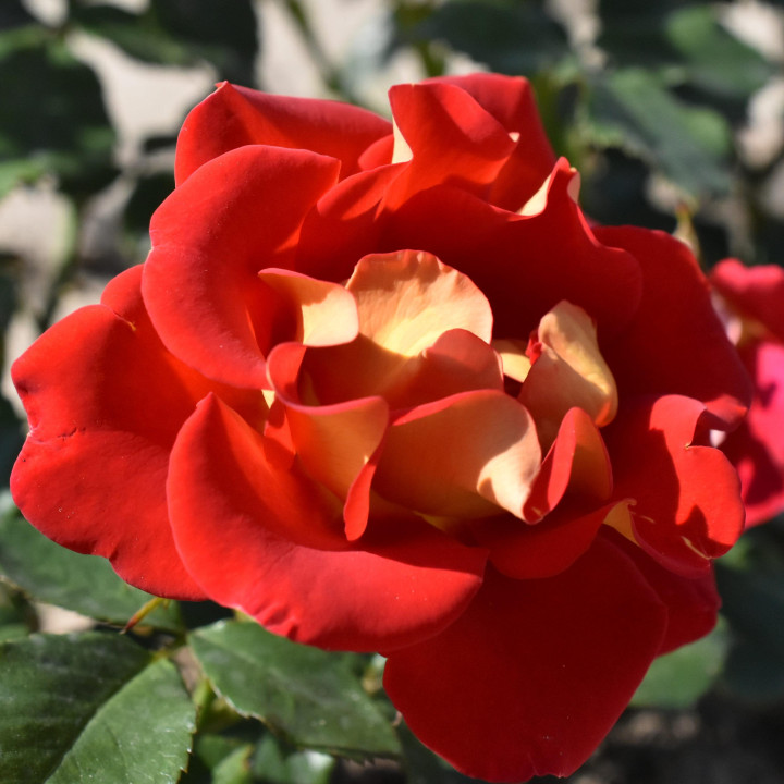 Róża Ketchup and Mustard®