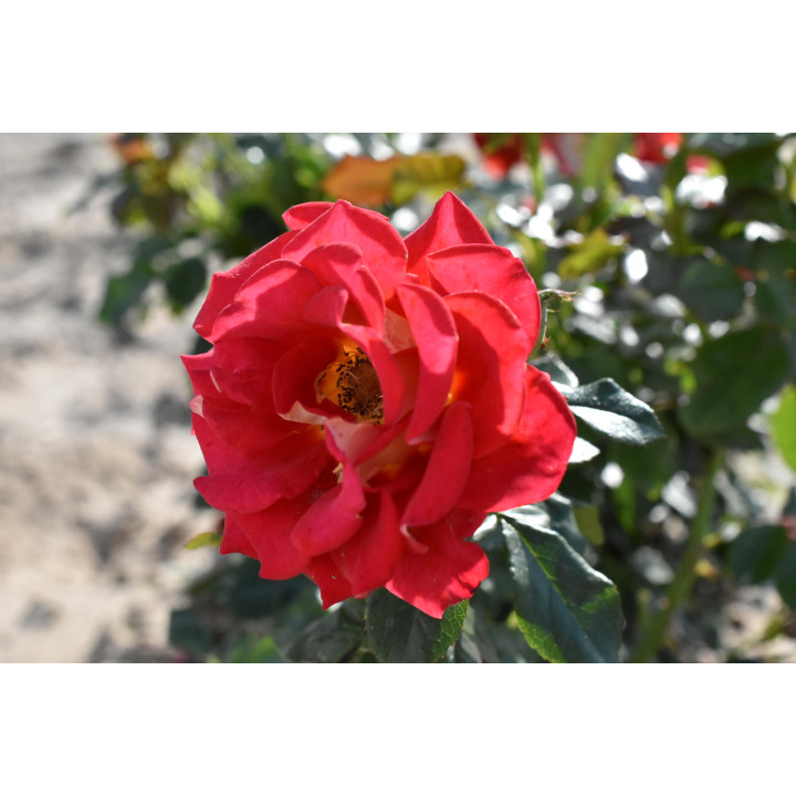 Róża Ketchup and Mustard®