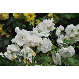 Róża Schneewittchen®