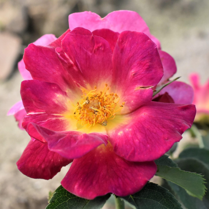 Róża Weg der Sinne