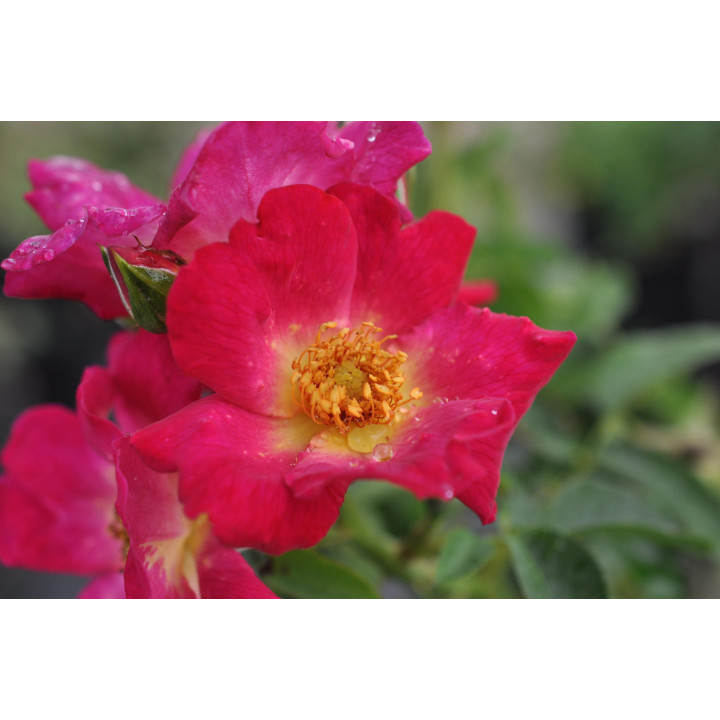 Róża Weg der Sinne