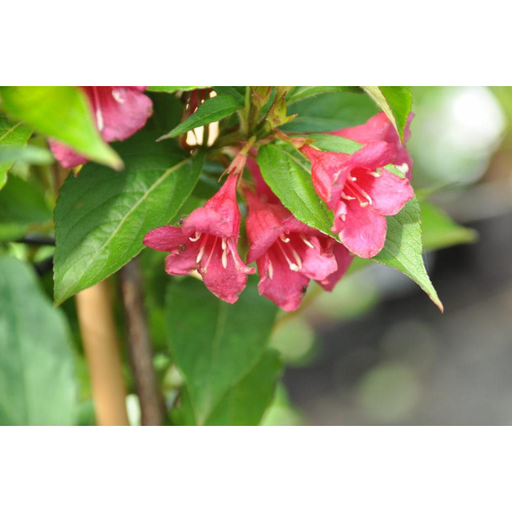 Krzewuszka  Bristol Ruby na pniu