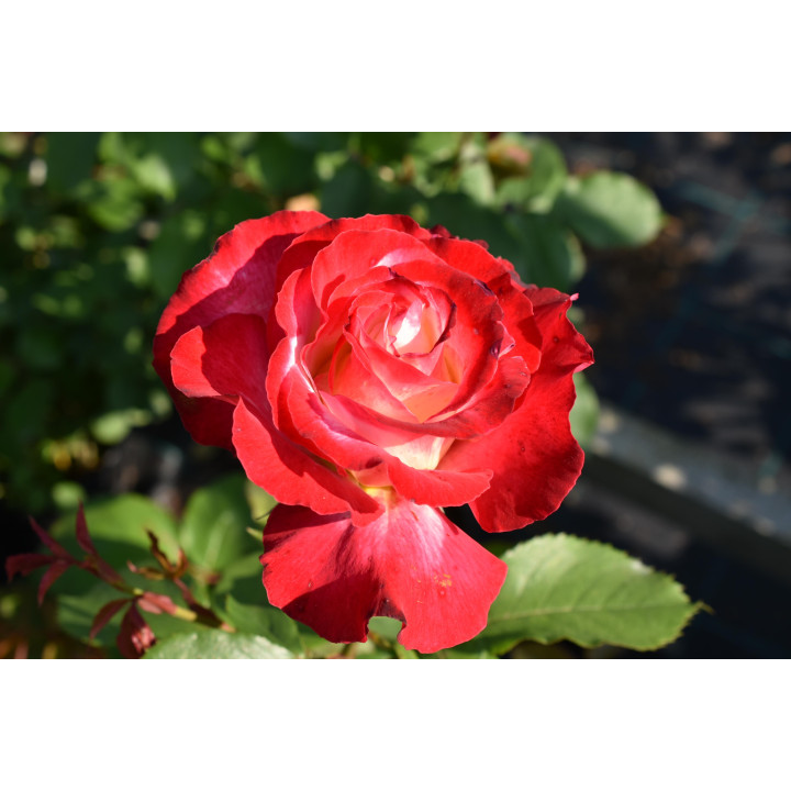 Róża Double Delight